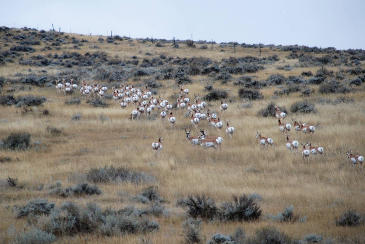 Fencelines, like the one paralleled by this large herd in Montana, can be ideal places to intercept antelope.